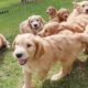 The CUTEST Video of Puppies Running EVER!!