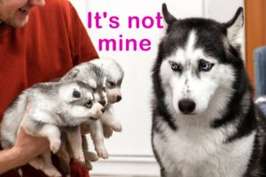 The Cutest Husky Puppies! My Dogs Are Afraid of Puppies