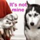 The Cutest Husky Puppies! My Dogs Are Afraid of Puppies