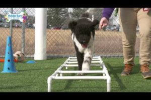 The Cutest Puppies Playing at Holiday Barn Pet Resorts!