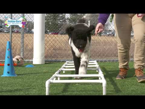 The Cutest Puppies Playing at Holiday Barn Pet Resorts!