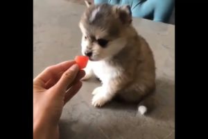 The Funniest Dogs Videos Ever 🦊🦊 Try Not To Laugh Challenge 🤗🤗 Cutest Puppies In The World 2022