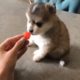 The Funniest Dogs Videos Ever 🦊🦊 Try Not To Laugh Challenge 🤗🤗 Cutest Puppies In The World 2022