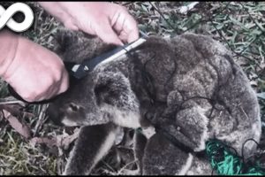 The Most Inspiring Koala Rescues | Animals Asking For Help | @SWAG - Unlimited Explore