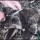 The Most Inspiring Koala Rescues | Animals Asking For Help | @SWAG - Unlimited Explore