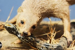 The Story Of Mongoose Brutal Predator | Animal Documentary | Wild Animals