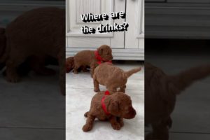 The cutest puppies are waiting for mommy