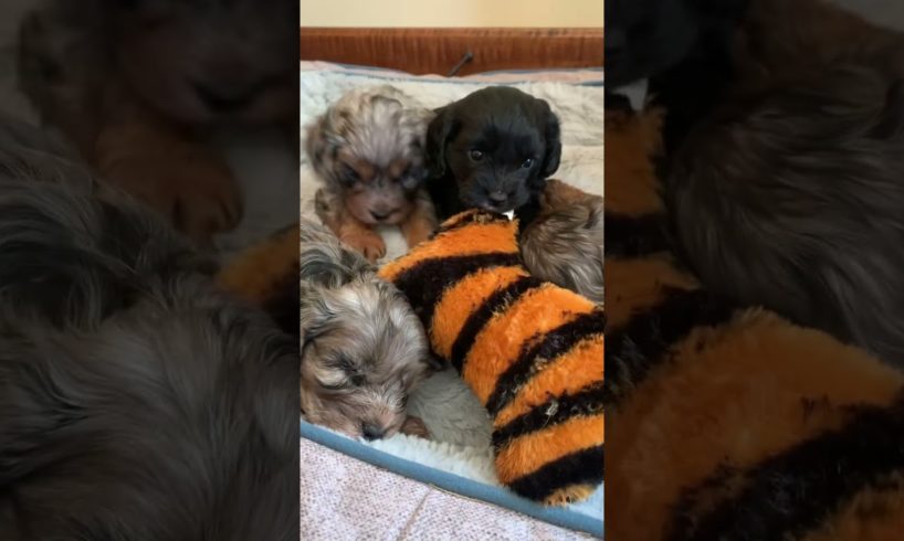 The cutest puppies!! 😍🥰 #puppy #puppyvideos #puppylife