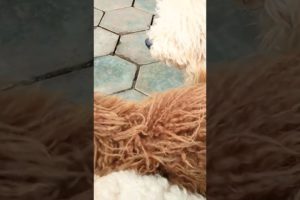 The cutest puppies today, clever dogs, #shorts, ep 187
