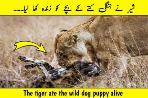 The tiger ate the wild dog puppy alive wild animal fight