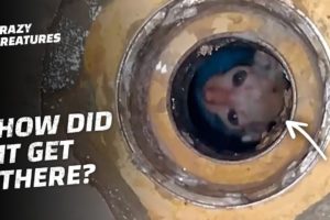 These Daring Animal Rescues Will Make Your Heart Race