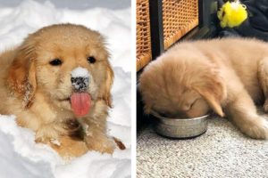 These Golden Retriever Puppies Will Brighten Your Day 🐶| Cute Puppies