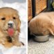 These Golden Retriever Puppies Will Brighten Your Day 🐶| Cute Puppies