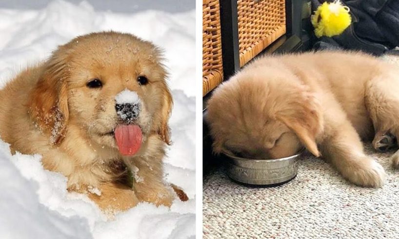 These Golden Retriever Puppies Will Brighten Your Day 🐶| Cute Puppies