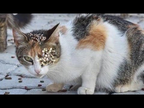 These Stray Cats Wanted Food From Us 🐾 Animal Rescue/Cat Recue