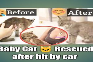 They Rescued a kitten 🐾 hit by car at night | 🐶 cats and dogs videos | Pets Family 2.0