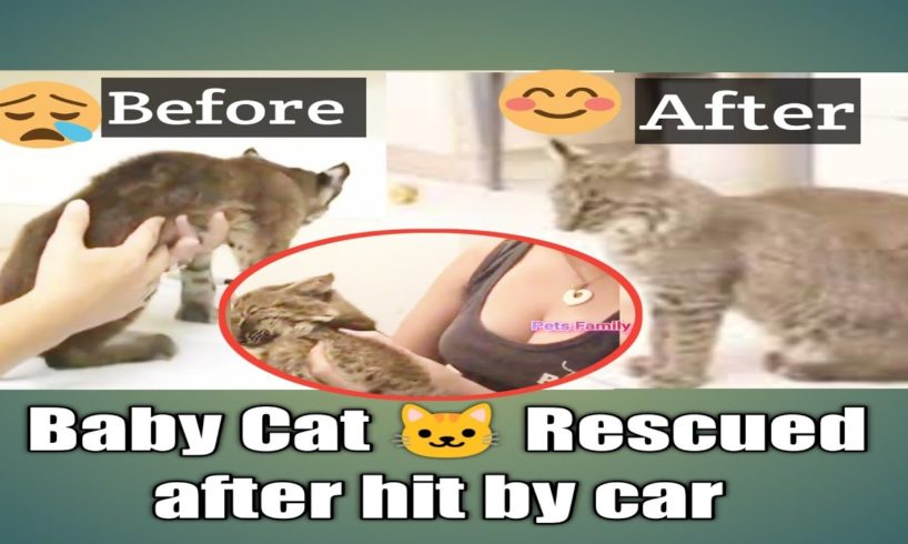 They Rescued a kitten ๐พ hit by car at night | ๐ถ cats and dogs videos | Pets Family 2.0