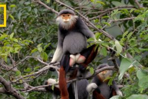 This Endangered Monkey is One of the World’s Most Colorful Primates | Short Film Showcase