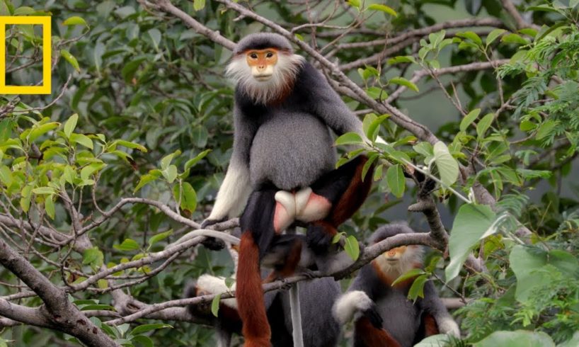 This Endangered Monkey is One of the World’s Most Colorful Primates | Short Film Showcase