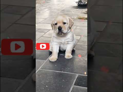 This Tiny Dog Is So Serious