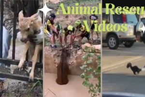 This is Why animal rescue is Going Viral | Ramkay Wild World