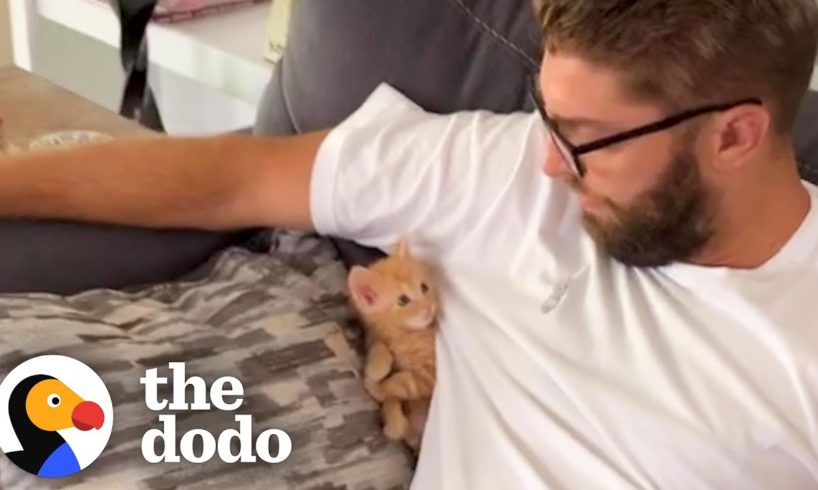 Tiny Foster Kitten Becomes King Of His House | The Dodo Little But Fierce