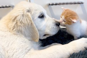 Tiny Kitten and Golden Retriever Puppy Cutest Friends