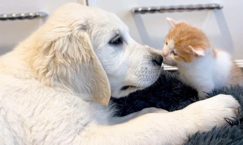 Tiny Kitten and Golden Retriever Puppy Cutest Friends