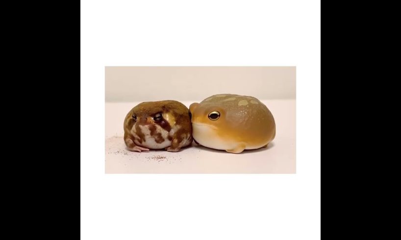 Tiny Rain Frog Playing Enjoying With Toy Frog Cute Animals @soramame_stagram Falcon Aquarium Service