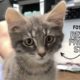 Tiny kitten gets rescued from the street | Foster-Win!