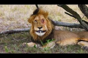 Top 10 Brutal Animals That Made a Lion's Face Like This - Last Moments of a Lion - Blondi Foks