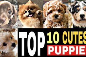 Top 10 CUTEST Dogs Puppies In The World