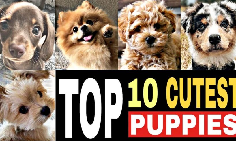 Top 10 CUTEST Dogs Puppies In The World