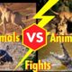 Top 25 Wildest Animal Fights Caught on Camera | Animals Messed With The Wrong Opponent