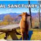 Tour A Farm Animal Sanctuary In The Mountains! Home To 100+ Rescued Animals.