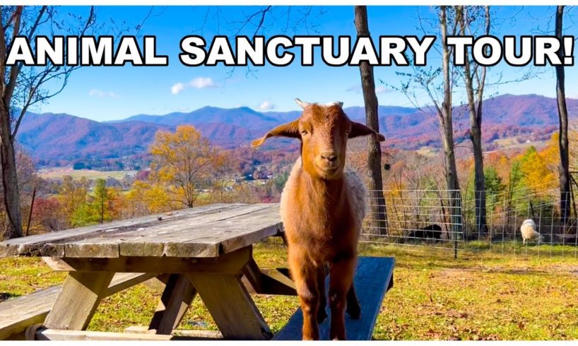 Tour A Farm Animal Sanctuary In The Mountains! Home To 100+ Rescued Animals.