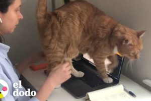 Trabajar desde la casa con tus mascotas es... impredecible| El Dodo