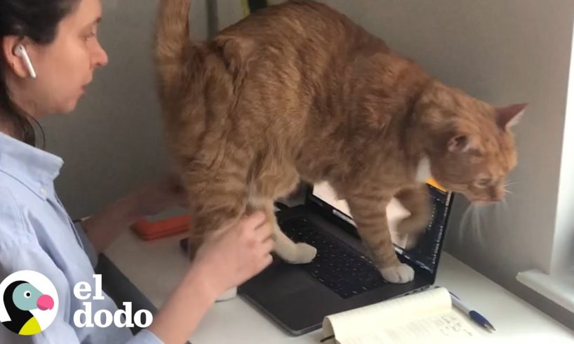 Trabajar desde la casa con tus mascotas es... impredecible| El Dodo