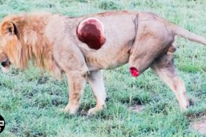 Tragic Ending for Lion When Choosing the Wrong Opponent And What Happened After ?