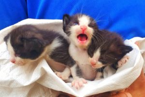 Try to save life of poor abandoned kittens | Adopted and nursed by Foster Cat Zoe
