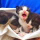 Try to save life of poor abandoned kittens | Adopted and nursed by Foster Cat Zoe