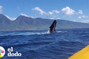 Turistas tienen una experiencia inimaginable con unas ballenas | El Dodo