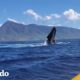 Turistas tienen una experiencia inimaginable con unas ballenas | El Dodo