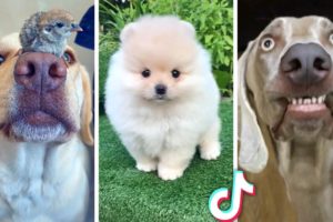 Ultimate Compilation of Funny DOGS & Cute PUPPIES! 🐶🐶
