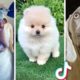 Ultimate Compilation of Funny DOGS & Cute PUPPIES! 🐶🐶