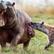 Unlucky ! Injured Animal Has To Fight Hyena In The Animal World And What happened Next?