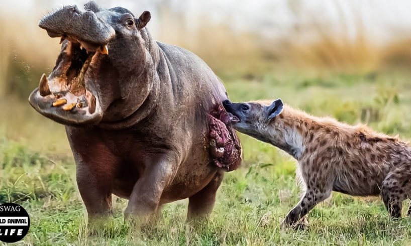 Unlucky ! Injured Animal Has To Fight Hyena In The Animal World And What happened Next?