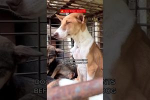 VIRAL DOG MEAT RESCUE CAUGHT ON CAMERA 🎥 #shorts #fyp #asmr #dog #ootd #animallover #dogshorts #fyp