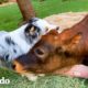 Vaca bebé ama perseguir a su hermano perro | Parejas Disparejas | El Dodo