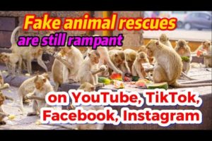 WARNING: Fake Animal Rescues Are Still Rampant On YouTube, Tiktok, Facebook, and Instagram!